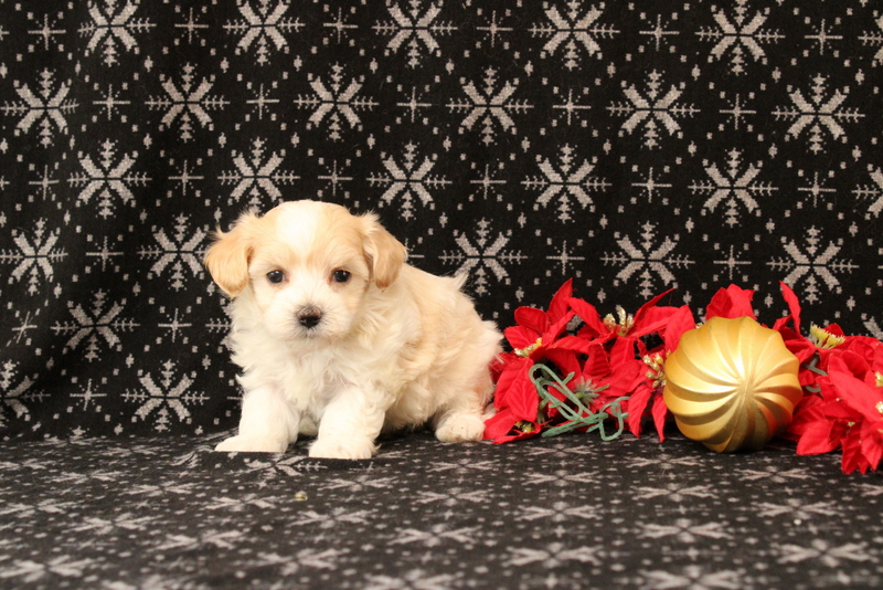 puppy, for, sale, Maltipoo, Matthew B. Stoltzfus, dog, breeder, Gap, PA, dog-breeder, puppy-for-sale, forsale, nearby, find, puppyfind, locator, puppylocator, aca